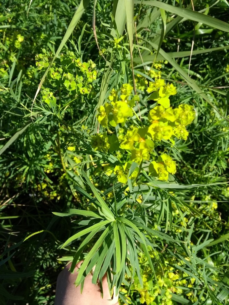 Euphorbia saratoi photo 7