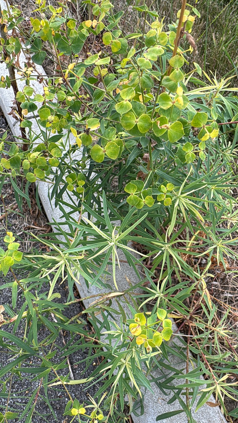 Euphorbia saratoi photo 8