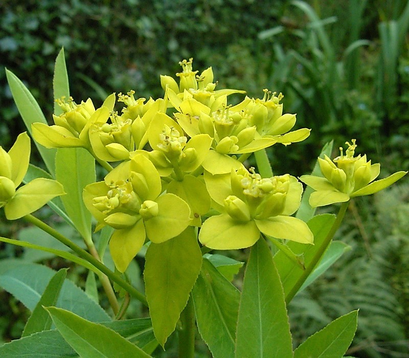 Euphorbia sarawschanica