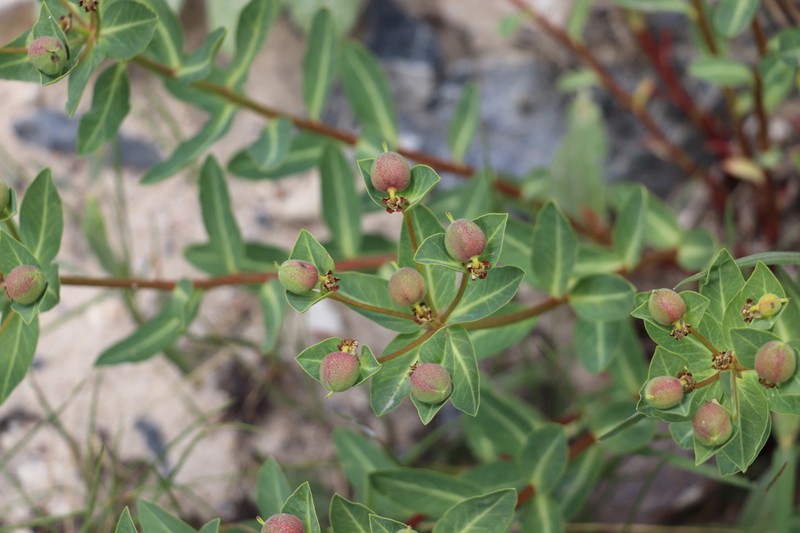 Euphorbia sarawschanica photo 3