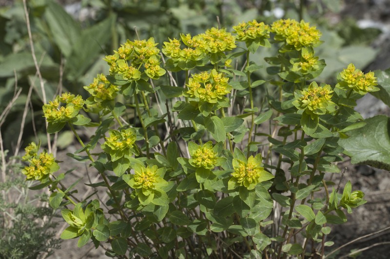 Euphorbia sarawschanica photo 4