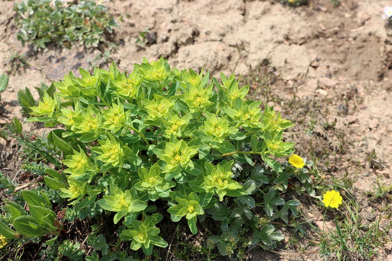 Euphorbia sarawschanica photo 5