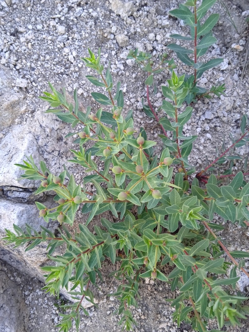Euphorbia sarawschanica photo 6