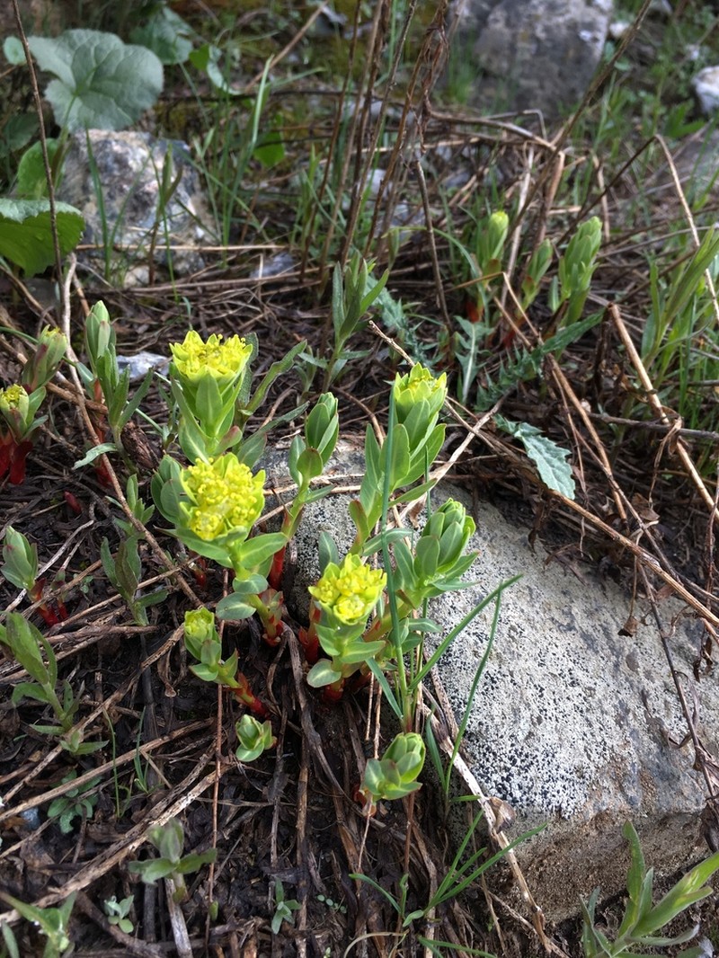 Euphorbia sarawschanica photo 7