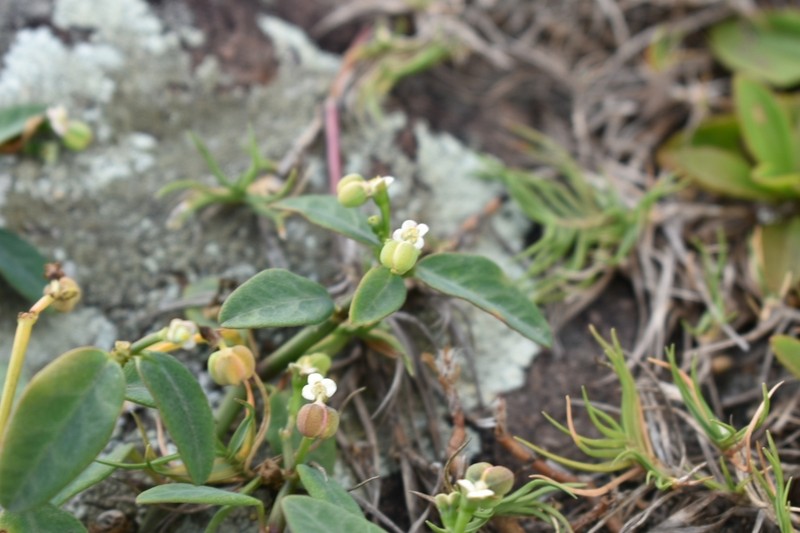 Euphorbia sarcoceras