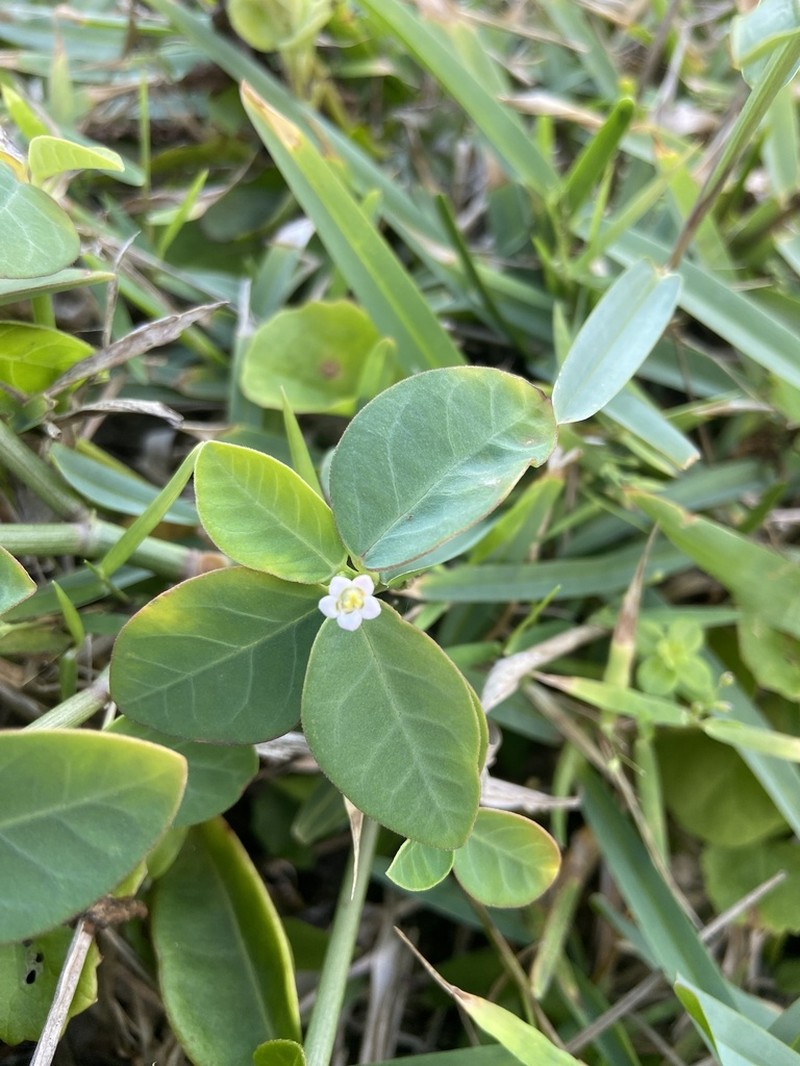 Euphorbia sarcoceras photo 2