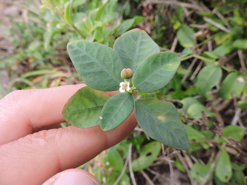 Euphorbia sarcoceras photo 3