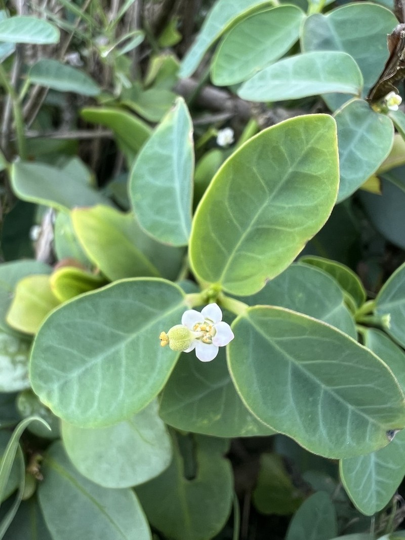 Euphorbia sarcoceras photo 4