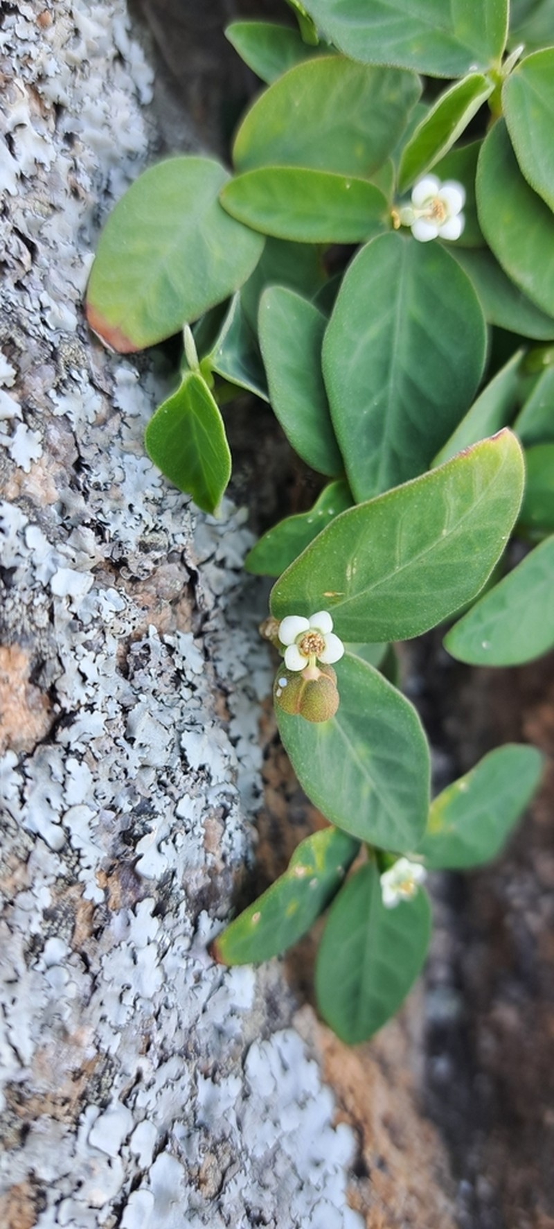 Euphorbia sarcoceras photo 7