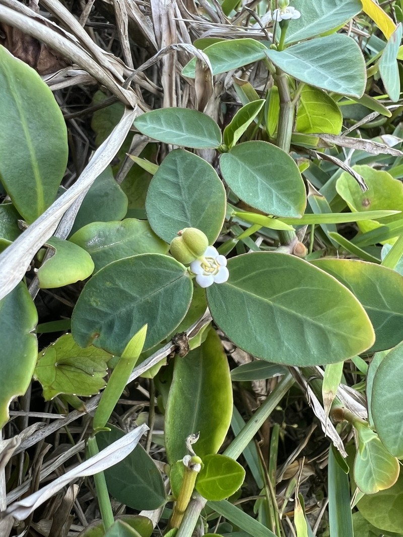 Euphorbia sarcoceras photo 8
