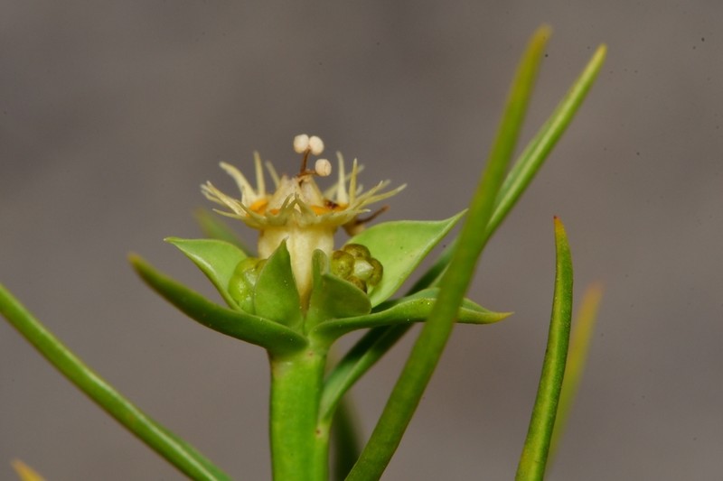 Euphorbia sarcodes