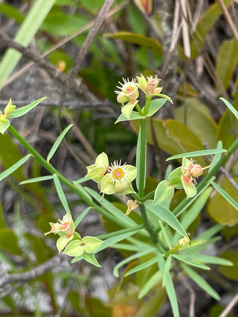 Euphorbia sarcodes photo 2