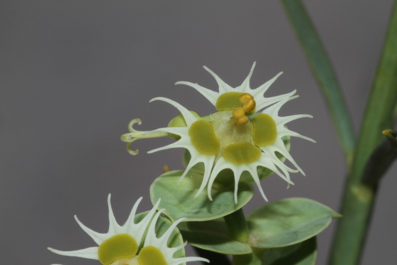 Euphorbia sarcodes photo 3