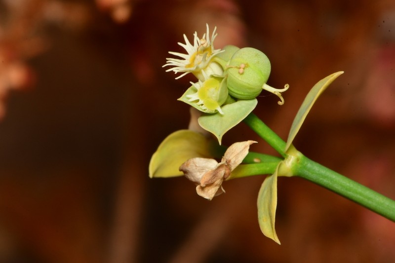 Euphorbia sarcodes photo 4