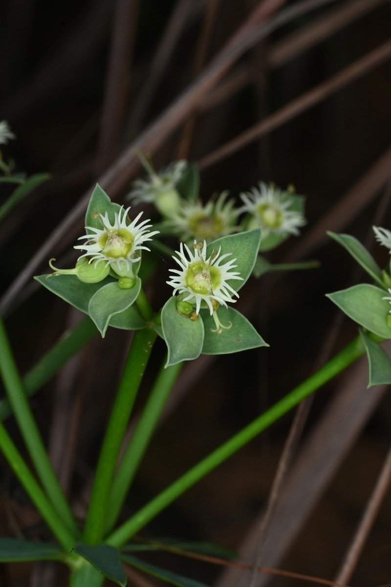 Euphorbia sarcodes photo 5