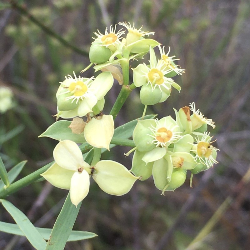Euphorbia sarcodes photo 7
