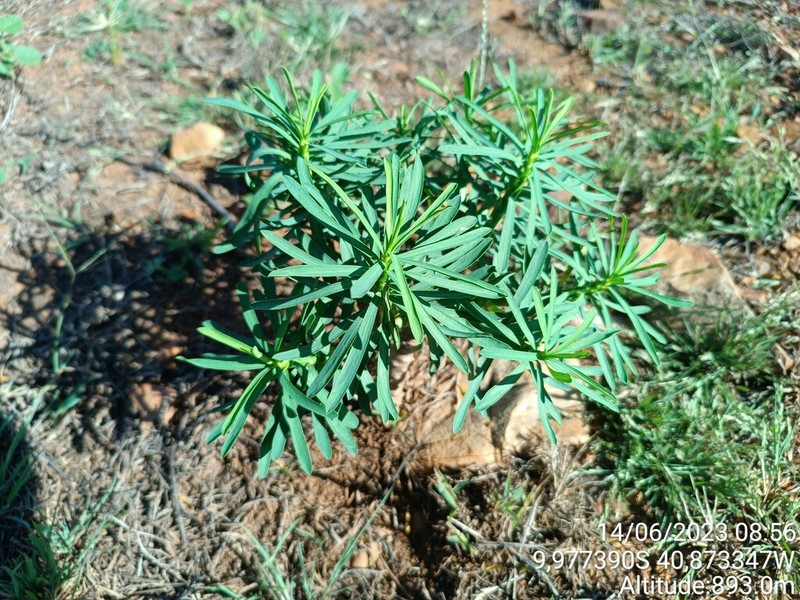 Euphorbia sarcodes photo 8