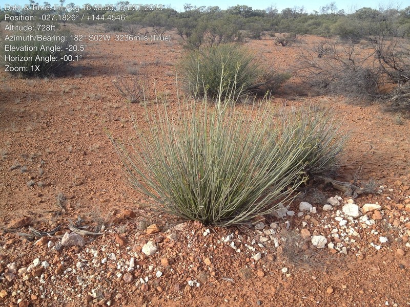 Euphorbia sarcostemmoides