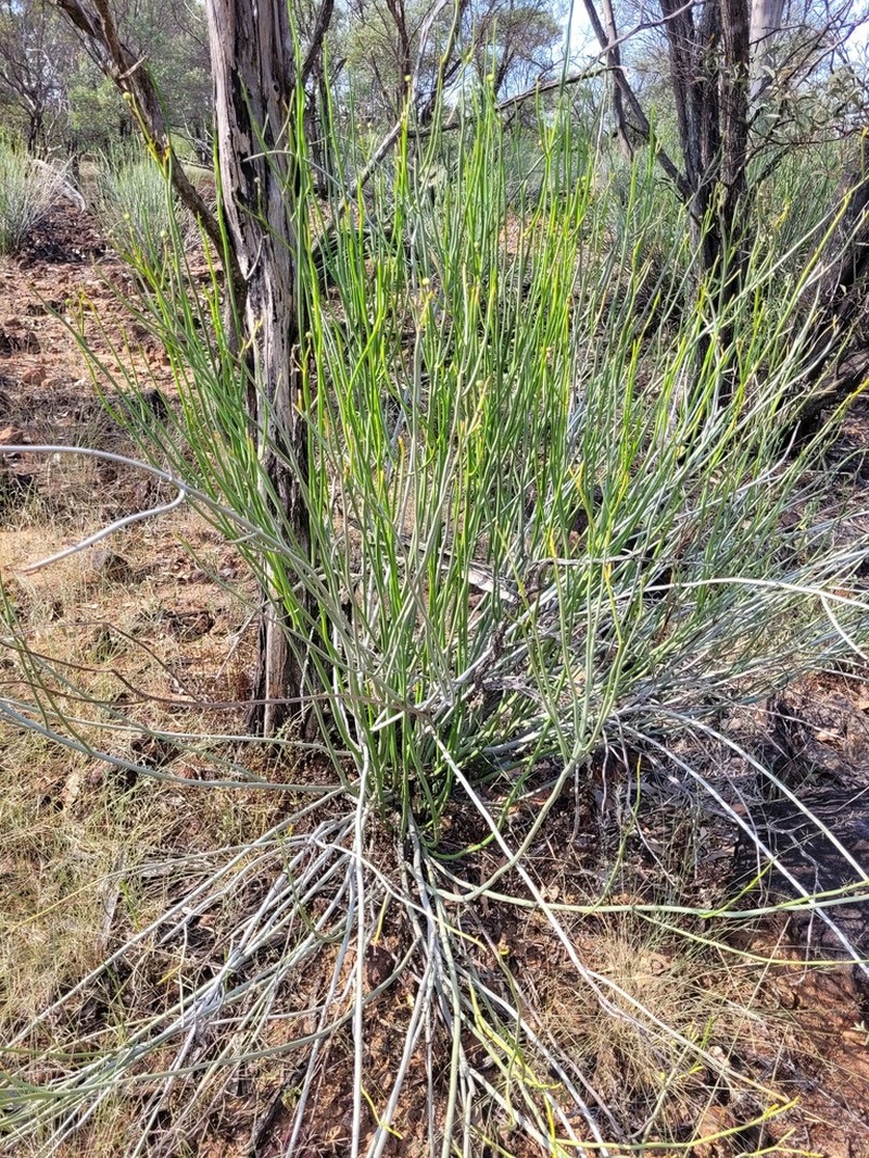 Euphorbia sarcostemmoides photo 2