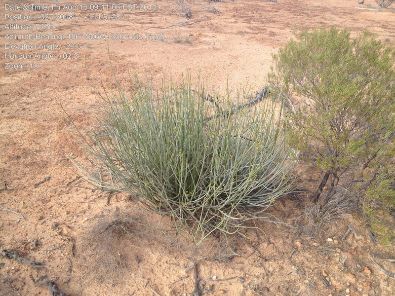 Euphorbia sarcostemmoides photo 3