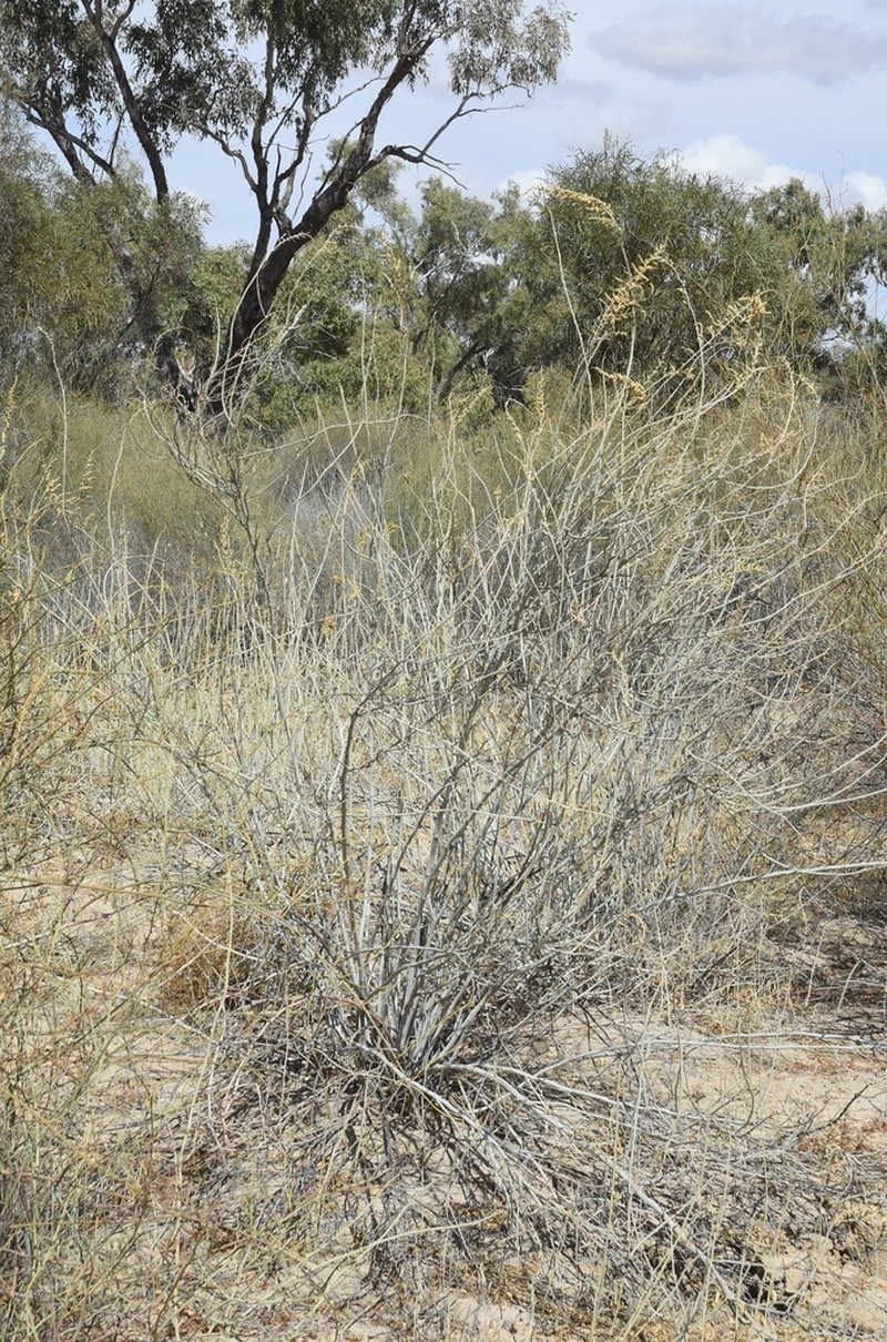 Euphorbia sarcostemmoides photo 5