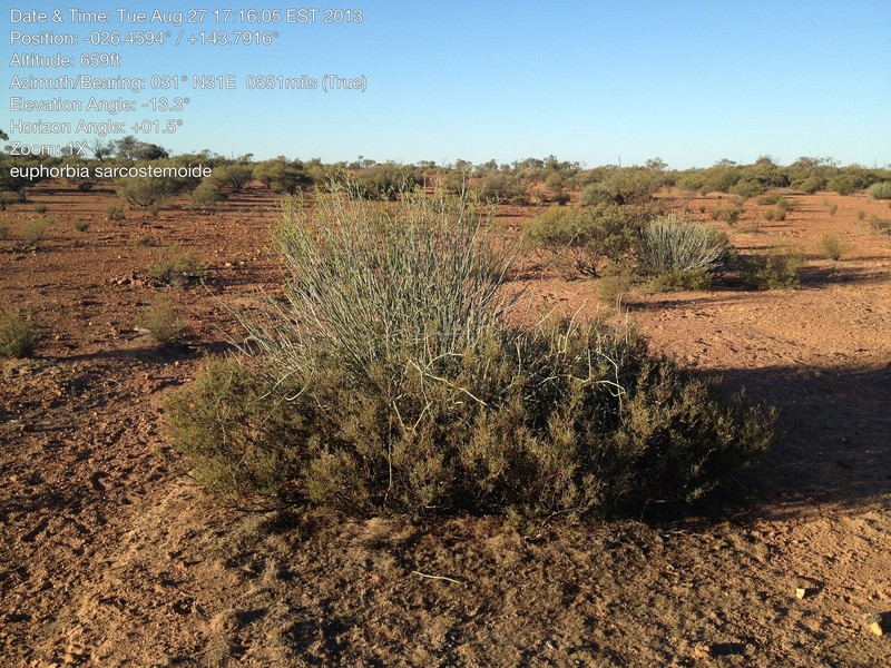 Euphorbia sarcostemmoides photo 7