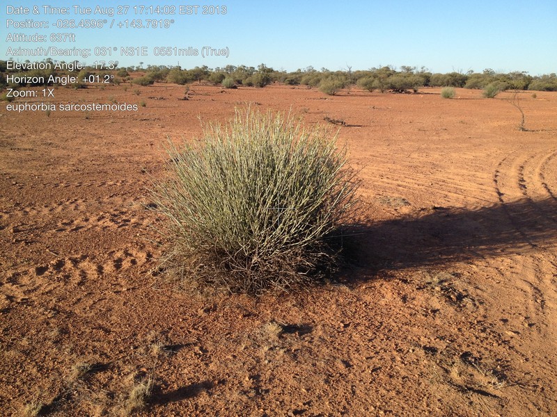Euphorbia sarcostemmoides photo 8