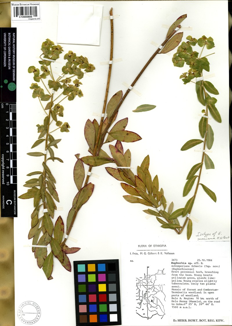 Euphorbia sareciana