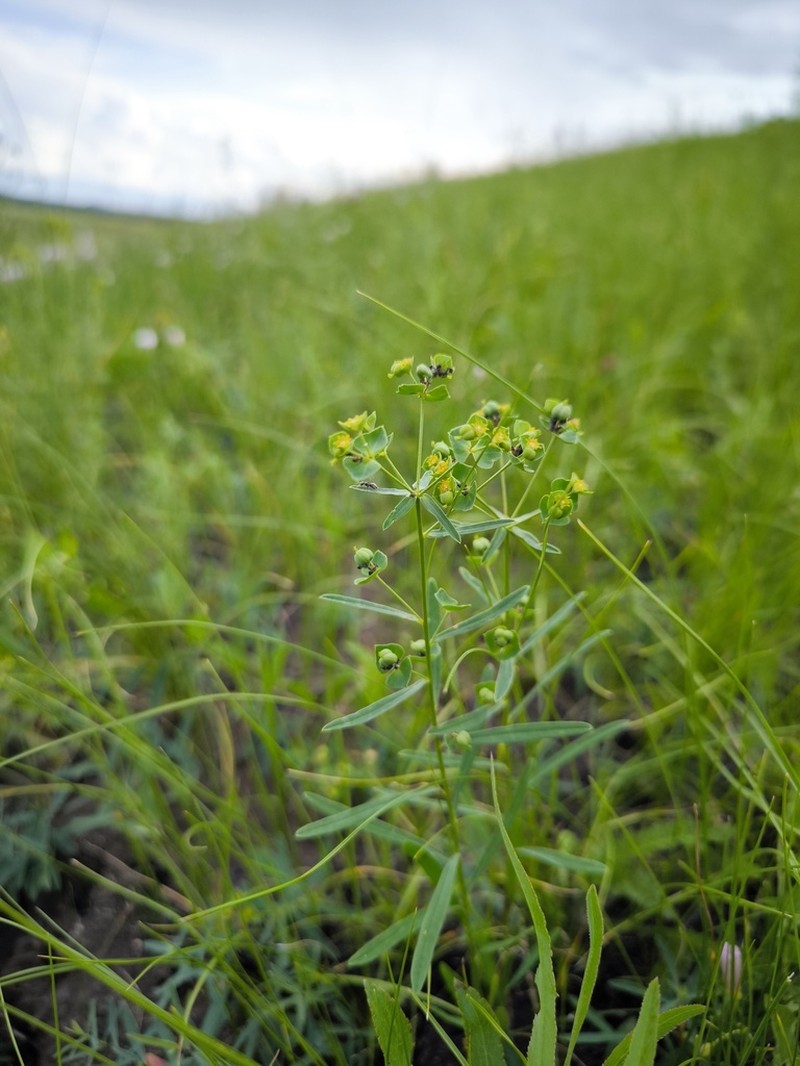 Euphorbia sareptana photo 3