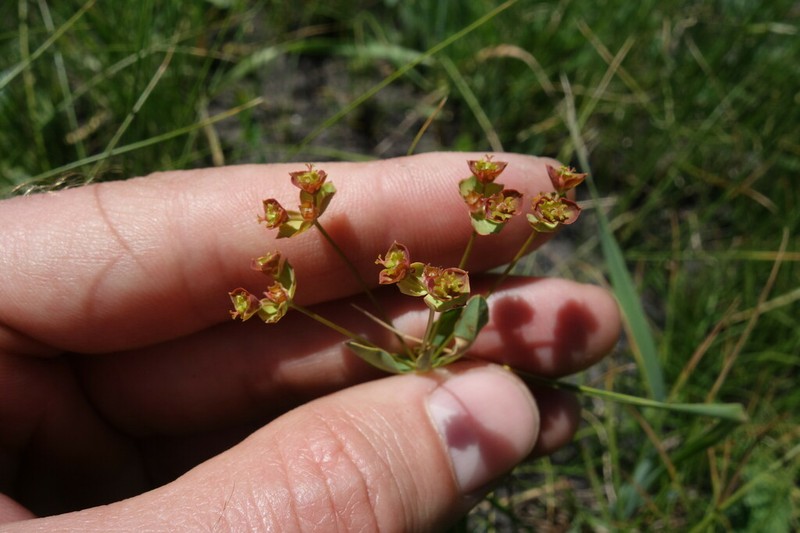 Euphorbia sareptana photo 4