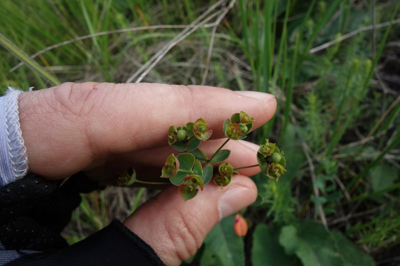 Euphorbia sareptana photo 5