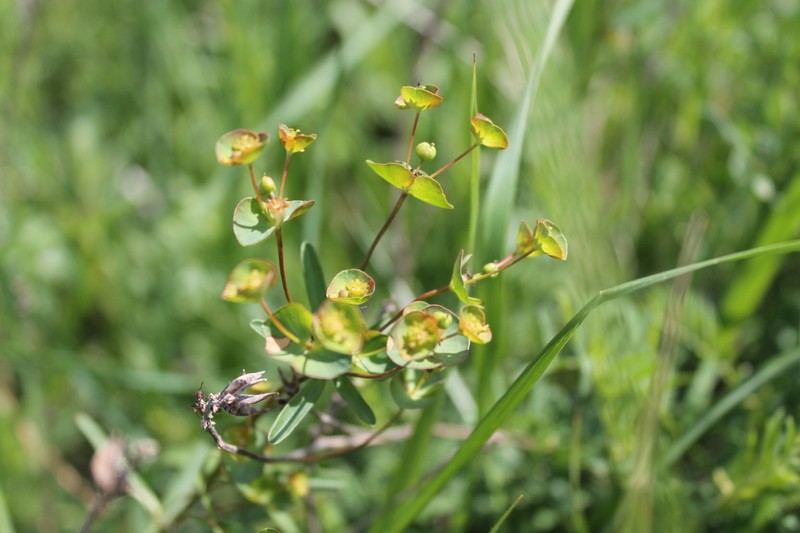 Euphorbia sareptana photo 6