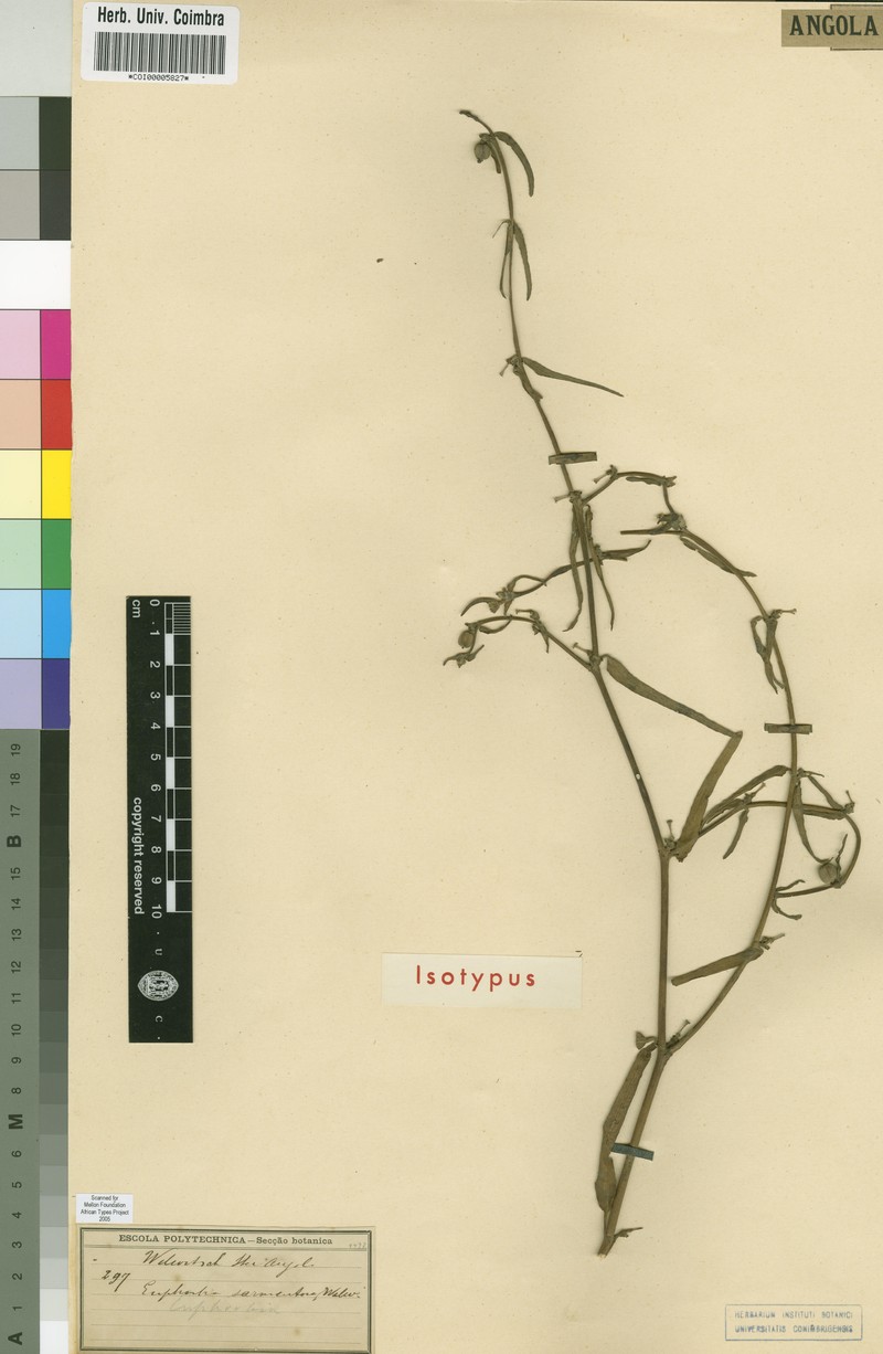 Euphorbia sarmentosa