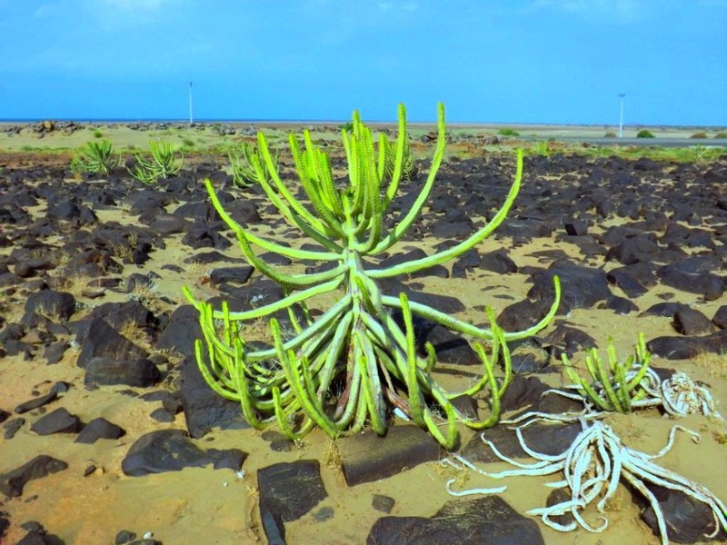 Euphorbia saudiarabica photo 2