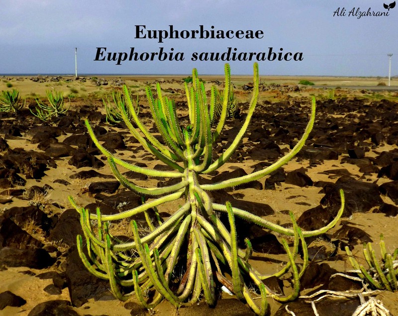 Euphorbia saudiarabica photo 3