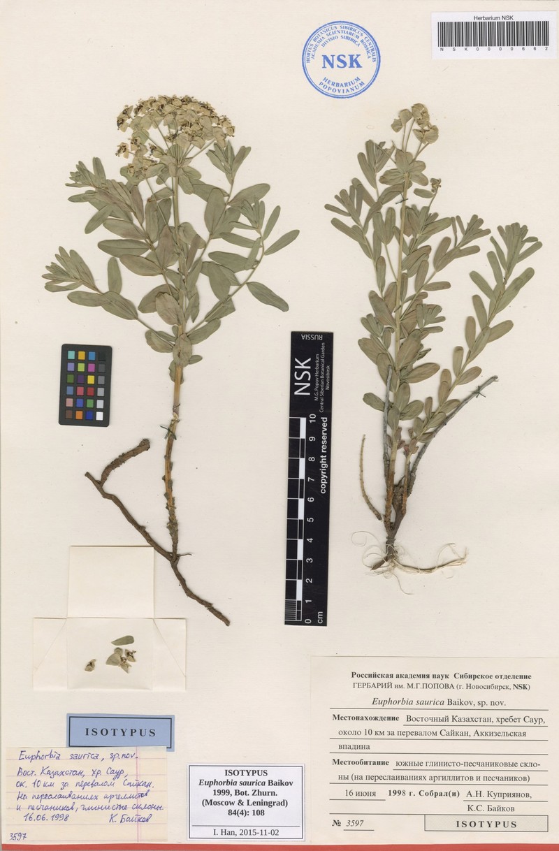 Euphorbia saurica