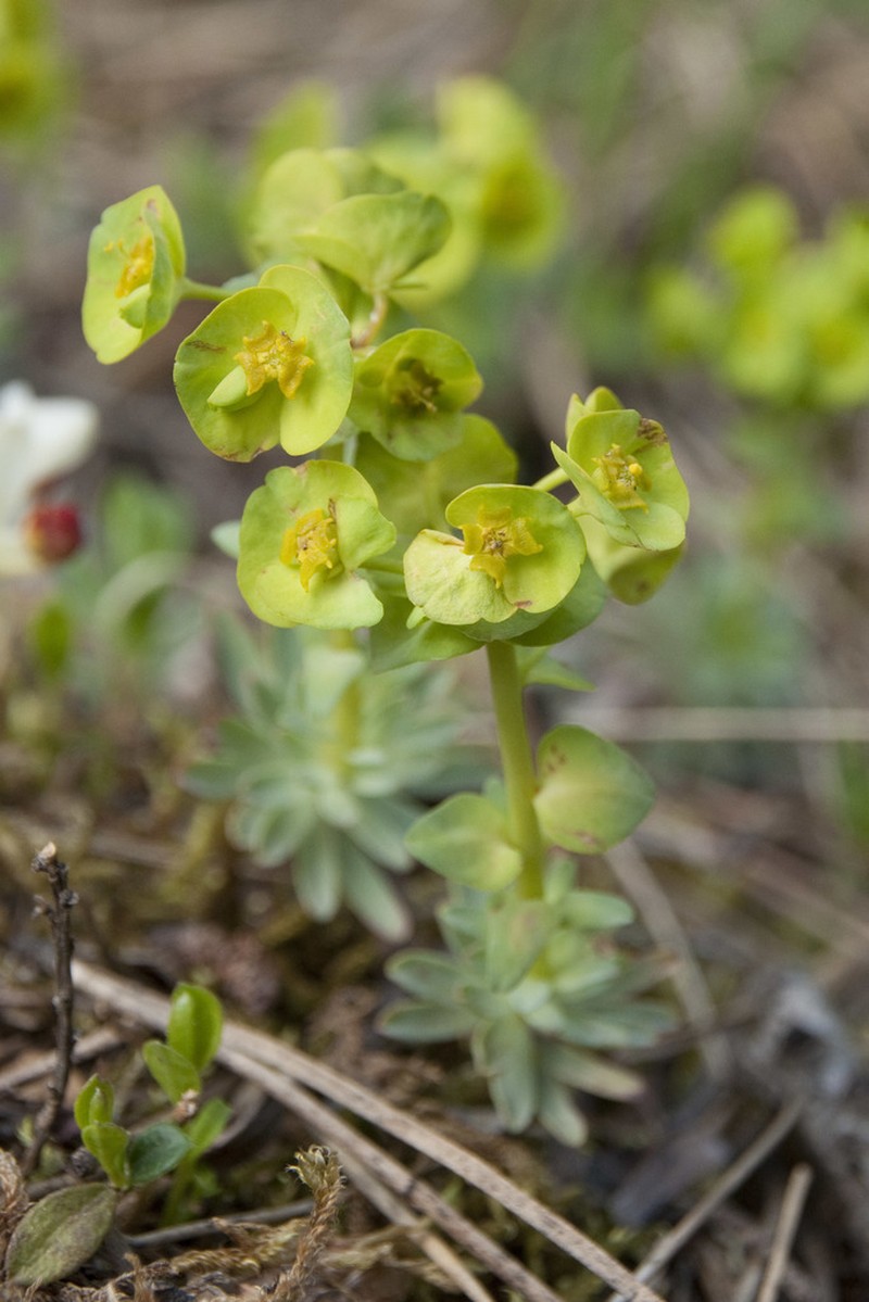 Euphorbia saxatilis