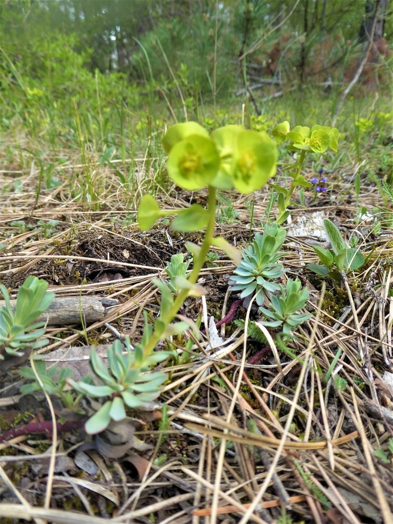 Euphorbia saxatilis photo 2