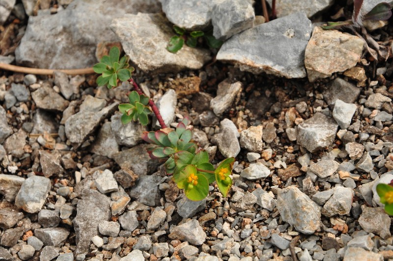 Euphorbia saxatilis photo 3