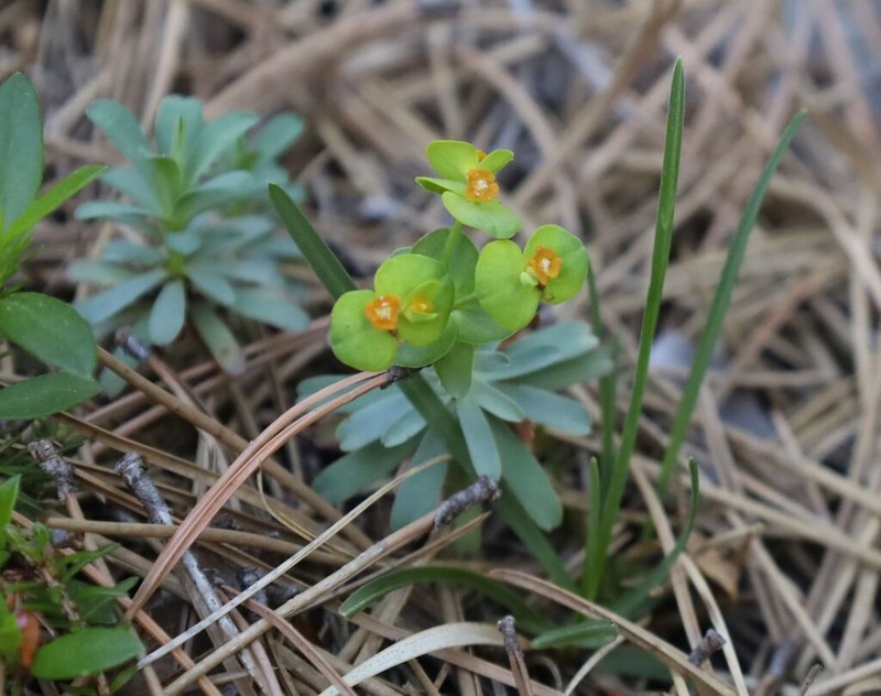 Euphorbia saxatilis photo 4