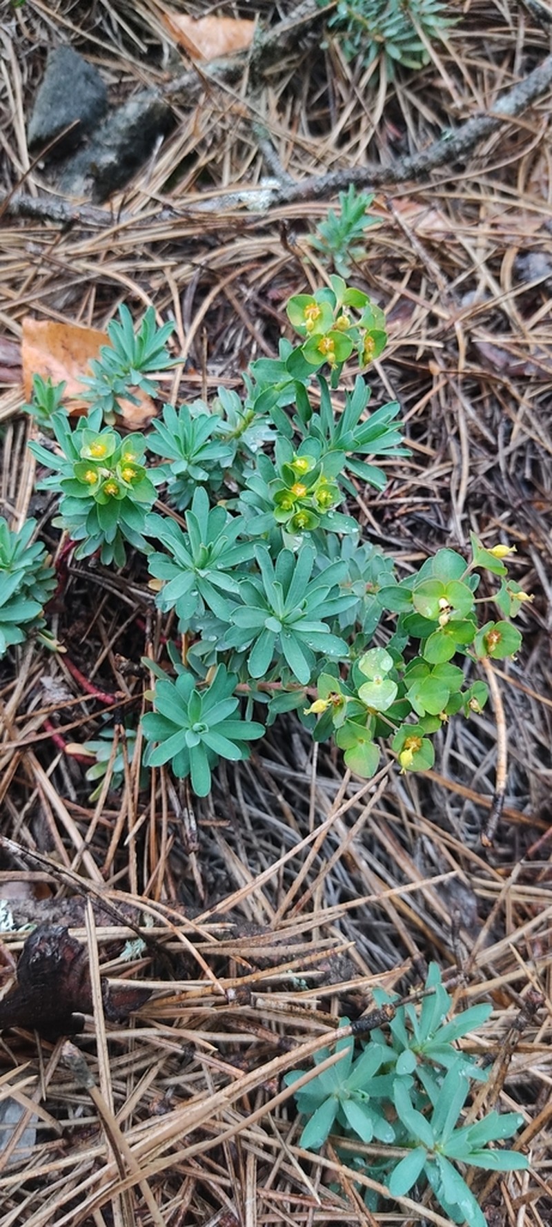 Euphorbia saxatilis photo 5