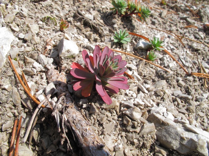 Euphorbia saxatilis photo 6
