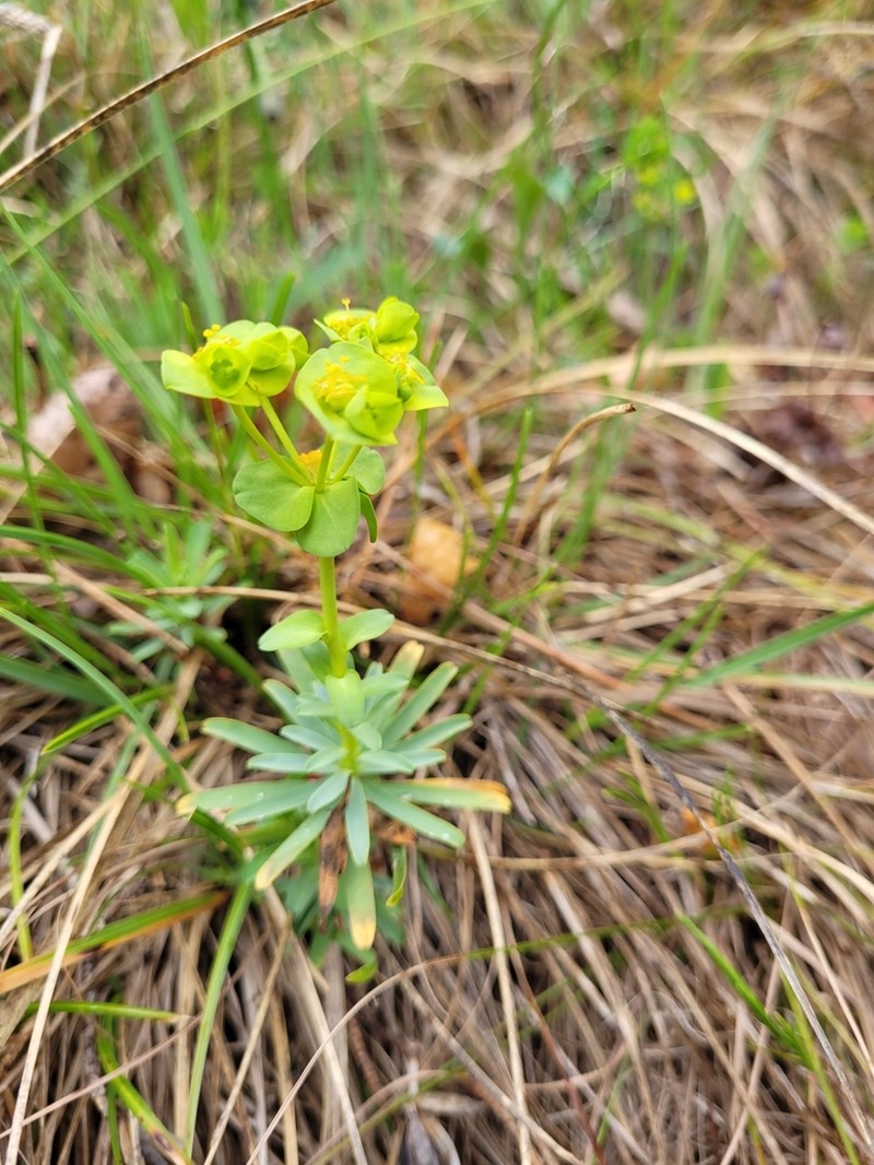 Euphorbia saxatilis photo 7