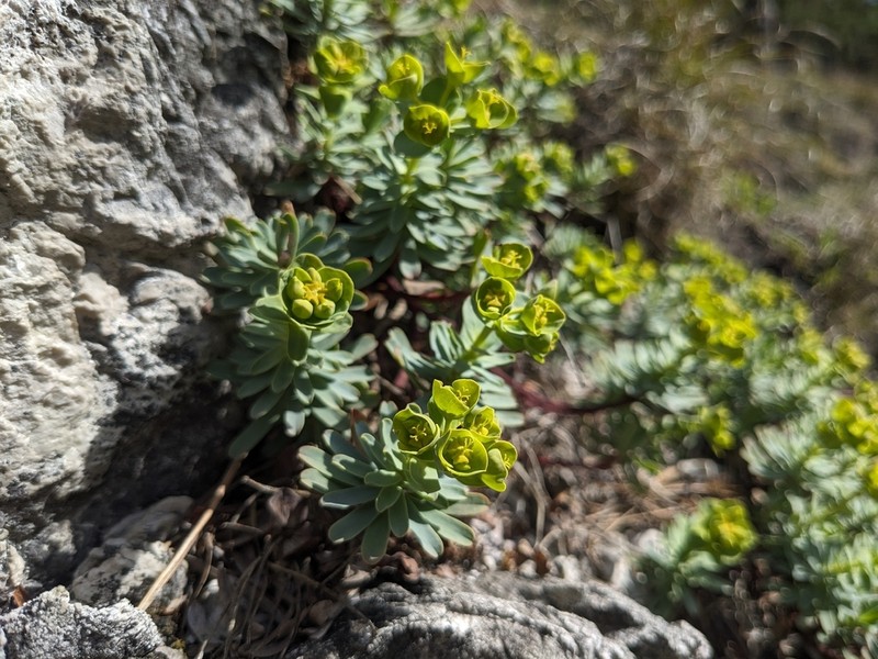 Euphorbia saxatilis photo 8