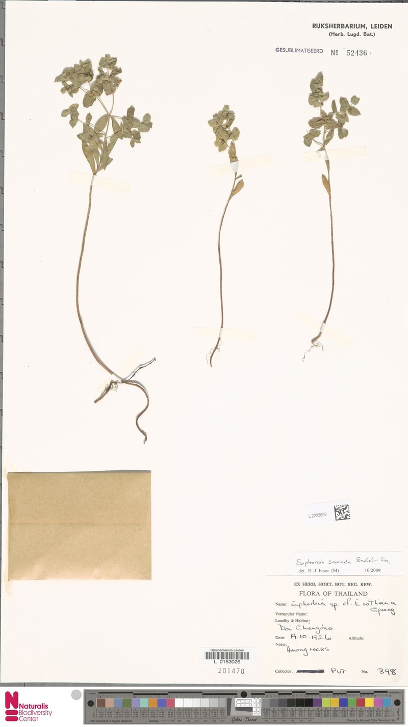Euphorbia saxicola photo 2
