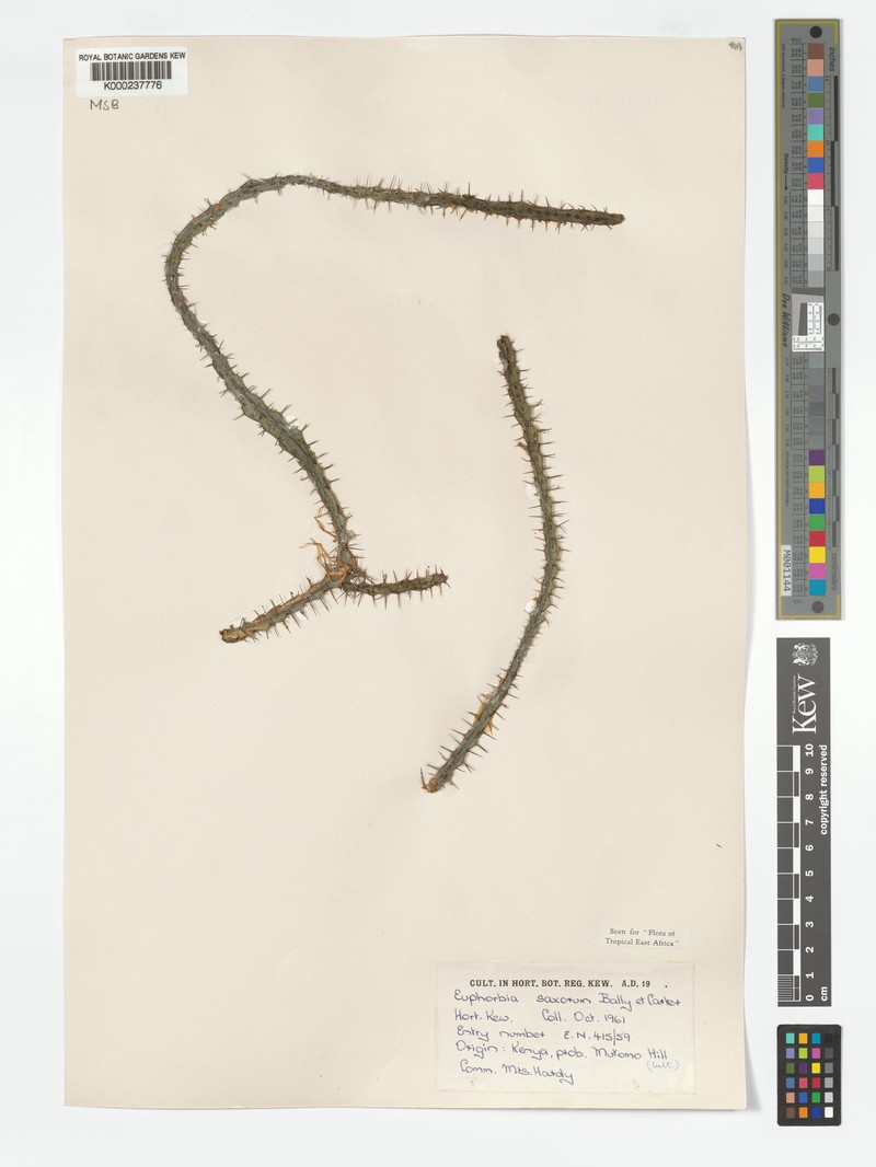 Euphorbia saxorum photo 3