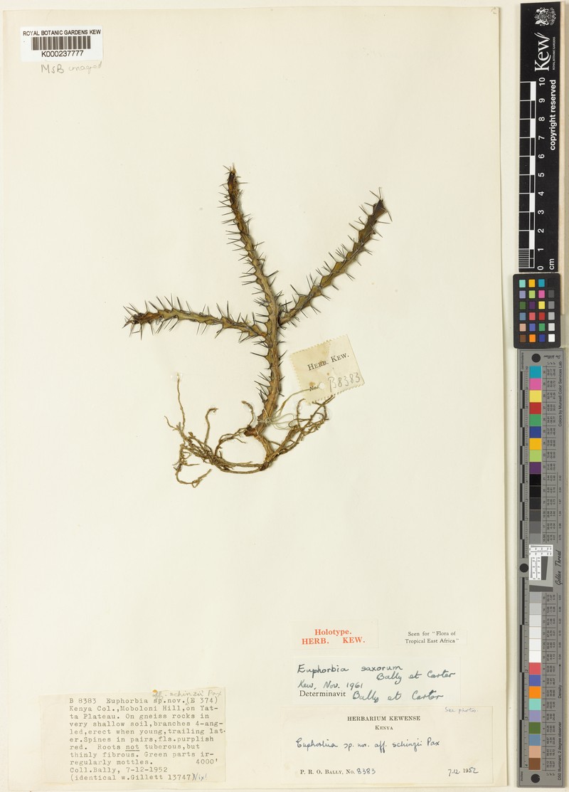 Euphorbia saxorum photo 5