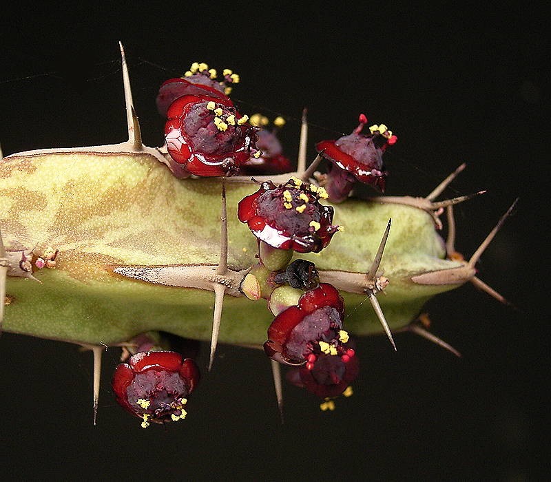 Euphorbia saxorum