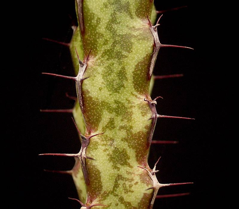 Euphorbia saxorum photo 6