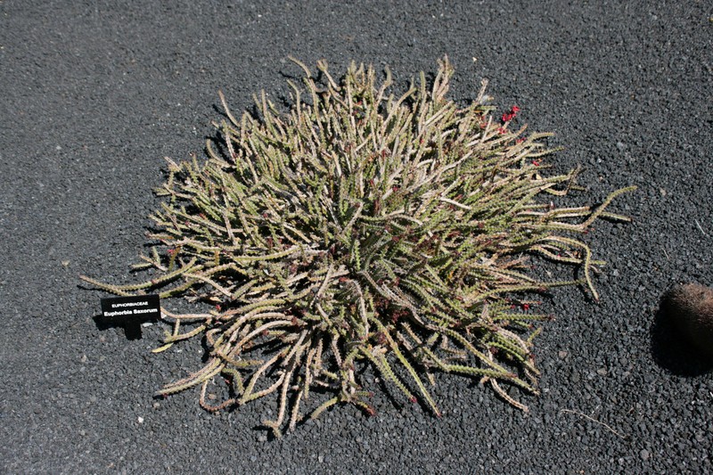 Euphorbia saxorum photo 7